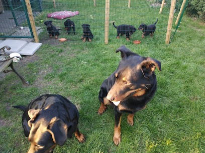 Beaucerons Elevage du Coeur de Loon, Eleveur de Chiens à Loon-Plage