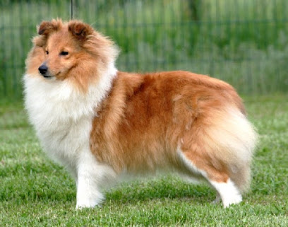 Du Clos De Seawind : Élevage De Chiens Chiots Colley Poil Long Et Shetland Sheepdog Dans L'ain, Auvergne-Rhône-Alpes, Éleveur De Chiens à Villemotier