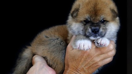 AKITA IMPERIAL, Eleveur de Chiens à Montlieu-la-Garde