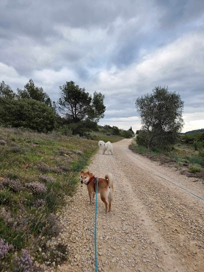 Educateur Canin Les Cœurs Sauvages, Dresseur de Chiens à Saint-Maximin