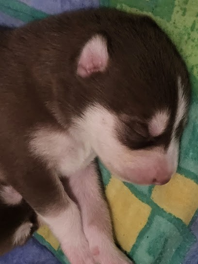 Elevage husky sibérien Les loups du nord DAMEL, Eleveur de Chiens à Auchel