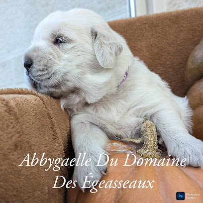 Élevage Canin Du Domaine Des Égeasseaux (Bullkennel), Éleveur De Chiens à Brives