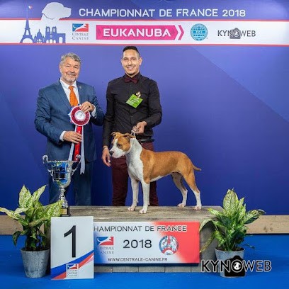 Of Iss Arena, American Staffordshire Terrier, Eleveur de Chiens à La Norville