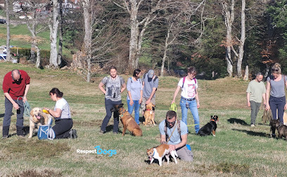 Éducateur Canin Saint-Étienne Respectdogs Dresseur De Chiens à Saint-Étienne