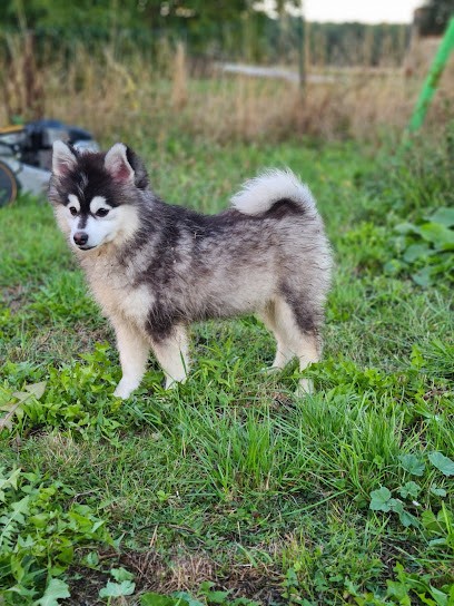 Élevage Domaine du mini loup, Eleveur de Chiens à Guainville