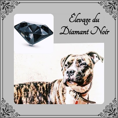 ÉLEVAGE DU DIAMANT NOIR, Eleveur de Chiens à Bazoches-les-Hautes