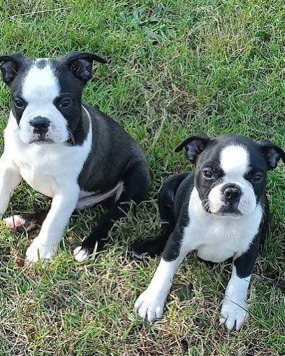 La grange enchantée, Eleveur de Chiens à Ménil