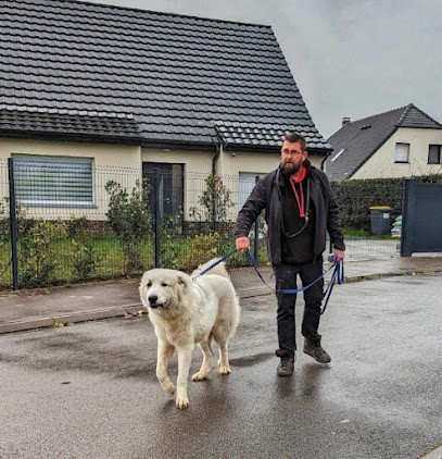 Cyril Dollet - Educateur Canin spécialiste en troubles du comportement, Dresseur de Chiens à Labourse