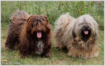 Élevage familial de bichons havanais Amigo Del Hombre, Eleveur de Chiens à Naves
