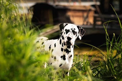 Élevage du Verger des Beaurepaires - Bouviers Bernois et Dalmatiens - Maine et Loire, Eleveur de Chiens à Baugé-en-Anjou