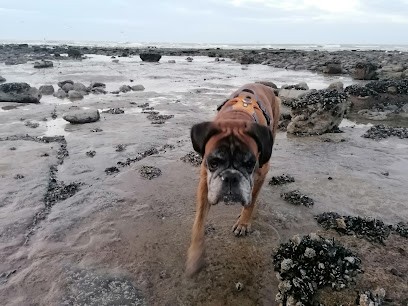 CANINA LINGUA David Level et Zira Éducateur comportementaliste canin Diplomé d'état, Dresseur de Chiens au Portel