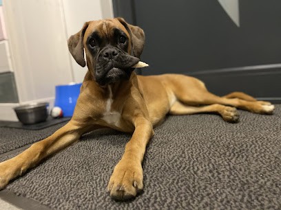 Elevage boxer et bulldog Continental du domaine du grelot perdu, Eleveur de Chiens à Wisches