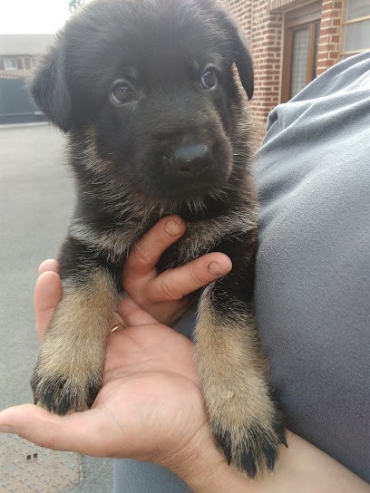 des gardiens noirs d'atilla, Eleveur de Chiens à Paillencourt