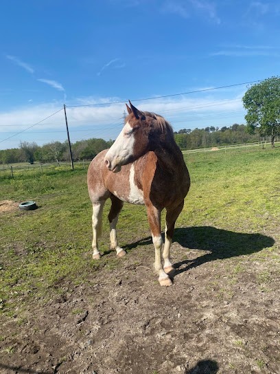 Osmose - Equithérapie - Médiation Animale - Pension Canine, Pension pour Chiens à Cavignac