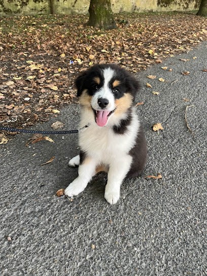 elevage du Berry noir - berger australien - rottweiler, Eleveur de Chiens à Val-Fouzon
