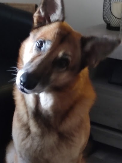 hei-ko dog, Dresseur de Chiens à Saint-Julien