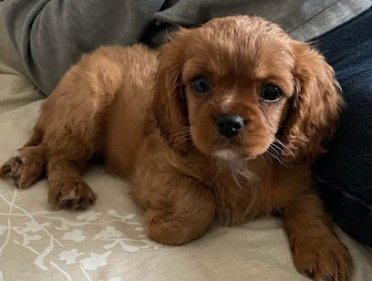 Elevage de mme Marchand sophie, Eleveur de Chiens à Montreuil-Bellay