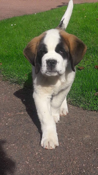 Les Saint Bernard de la Vallée de l'Hogmiau, Eleveur de Chiens à Floursies