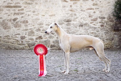 Elevage D'une Histoire Sans Fin, Eleveur de Chiens à Glanges