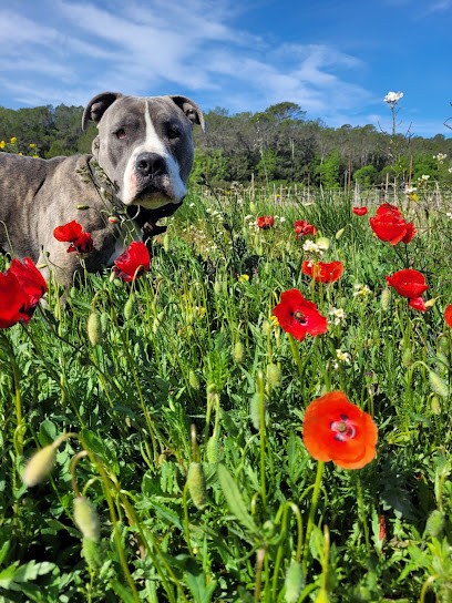 Elodogs - Comportementaliste Et éducatrice Canine, Dresseur de Chiens au Thoronet