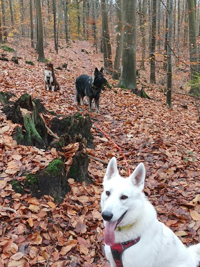 Animocoeur - Education, Comportement canin & félin - balade - visite à domicile, Dresseur de Chiens à Rueil-Malmaison