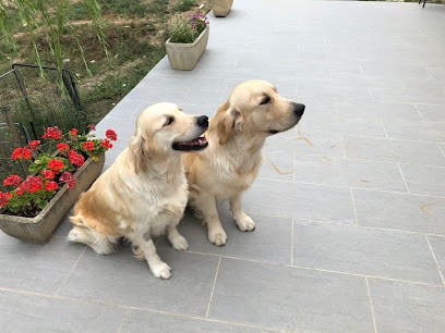 Golden Retriever du Plateau des Bories, Eleveur de Chiens à Bouvières