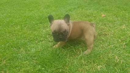 Bec Michel André, Eleveur de Chiens à Saint-Just-de-Claix