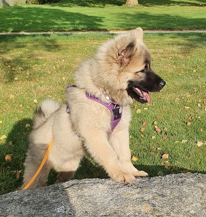 Elevage du Domaine d'Alvheim, Eleveur de Chiens à Sainte-Radegonde