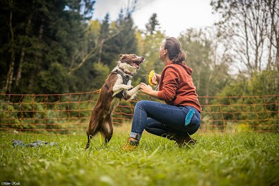 Syncrocs - Comportementaliste & Educateur Canin à Domicile, Dresseur de Chiens à Remiremont