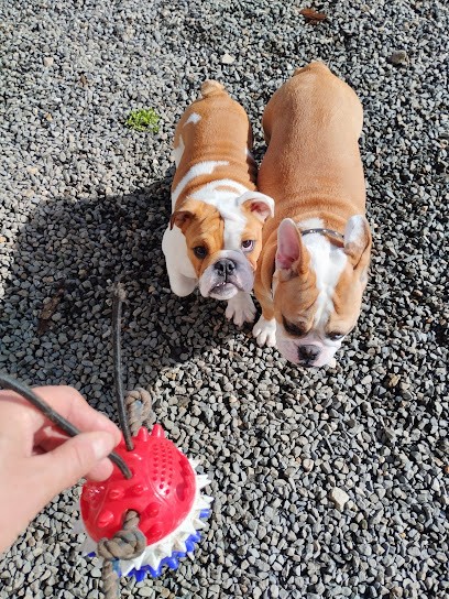 D Armor Et D Argoat, Pension pour Chiens à Lanhouarneau