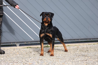 Élevage Von Schwarzer Beschützer Éleveur De Chiens à Saint-André-des-Eaux