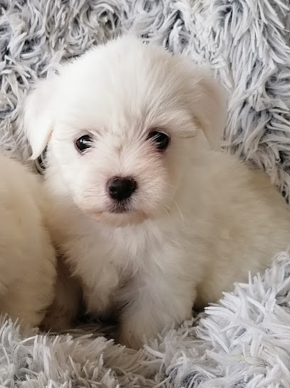 Élevage Bouledogue Français Et Coton De Tulear Dubois Camus Éleveur De Chiens à Magescq