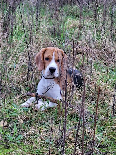 Élevage Du Clos Machard, Eleveur de Chiens à Saint-Martin-au-Bosc