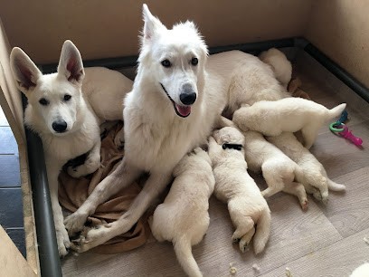 Suicide Squad's Berger Blanc Suisse, Eleveur de Chiens à Marcy-sous-Marle