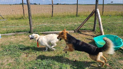Com' Educ Pension Et Education Canine, Pension pour Chiens à Beauce la Romaine