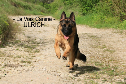 Pension Pour Chiens De Massangis, Pension Pour Chien à Massangis