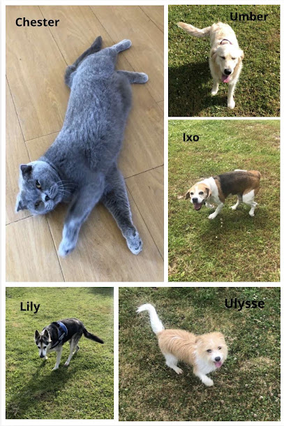 La Pension Des 4 Pattes, Pension Pour Chien à Plonévez-du-Faou