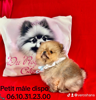 Élevage Du Royaume Des Choupettes Éleveur De Chiens à Mouroux