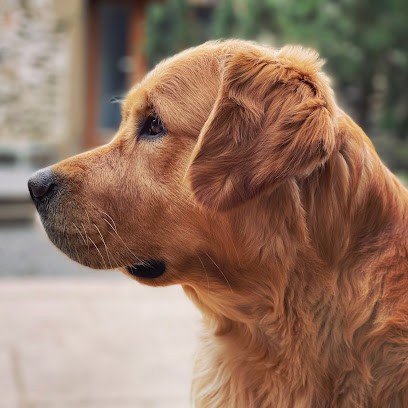 Of Pelennor Fields, Eleveur de Chiens à Longes