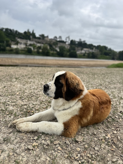 Elevage D'en Temps, Éleveur De Chiens à Saint-Branchs