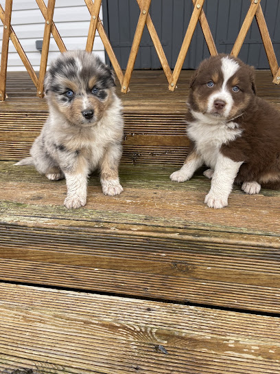 Elevage Berger Australien Ta Éleveur De Chiens à Ambarès-et-Lagrave
