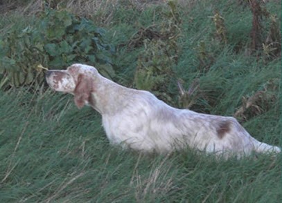 Domaine De L'Oyat Des Dunes, Pension pour Chiens à Challans