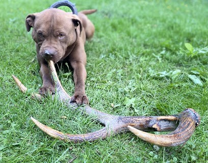 Les Crazy Dogs Educateur Canin, Dresseur de Chiens à Nucourt