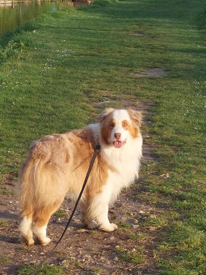 Gilles Bontemps Cyno Sport Educ, Dresseur de Chiens à Sainte-Colombe-la-Commanderie