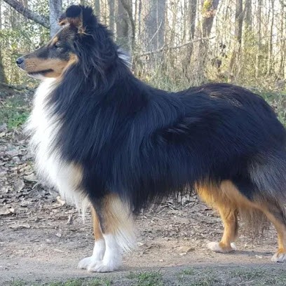 Elevage Berger des Shetlands du fond des joncs, Eleveur de Chiens à Dampierre-sur-Avre