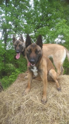 Pension canine et féline Ladi Lafé, Pension pour Chiens à Montaigu-de-Quercy