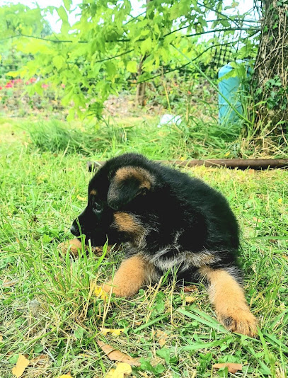 Élevage De Bergers Allemands De Grand Arme -Seyches, Éleveur De Chiens à Seyches