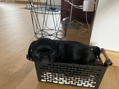 Élevage Carlinous : Éleveur de chiens/chiots Carlin, Eleveur de Chiens à Augers-en-Brie