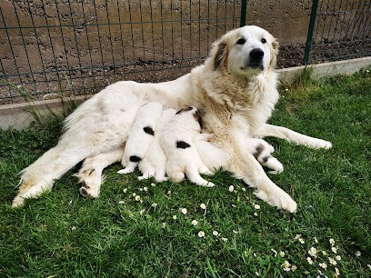 La Petite Ferme de Wihr, Eleveur de Chiens à Horbourg-Wihr
