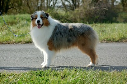 Elevage Des Wani Yanpi, Eleveur de Chiens au Tallud